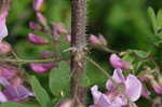 Bristly locust